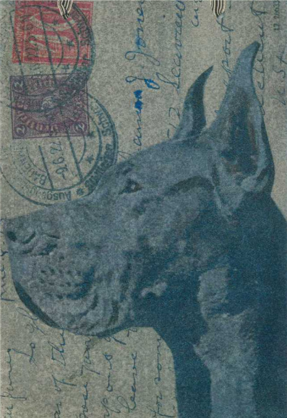 Great Dane (cropped, blue)